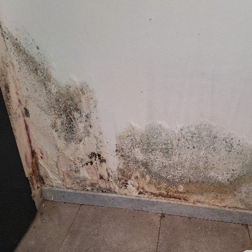 Moisissures sur les murs