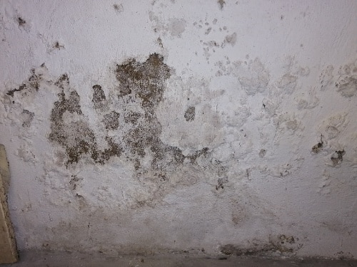 Salpêtre en cave