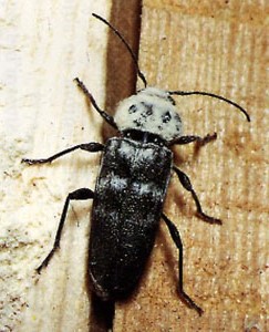 Capricorne des maisons : insectes xylophages