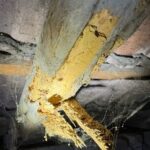 Dégats d'insectes xylophages sur un chevron de charpente