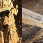 Bois attaqués et dégradés par des champignons