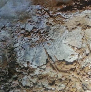 Rhizomorphes de mérule