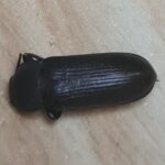 vrillette : insectes xylophage vu du dessus