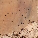 Dégâts de vrillettes sur du bois