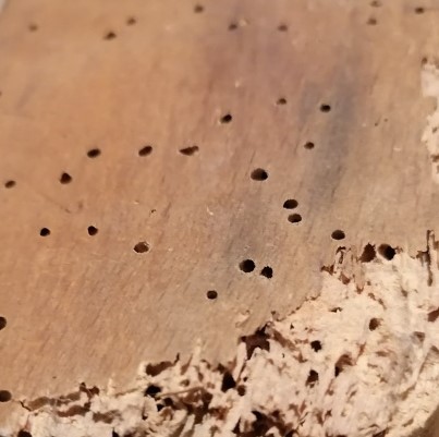 Vrillette : insectes xylophages