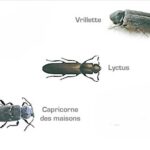 vrillette, lyctus, capricornes des maisons : 3 insectes xylophages différents
