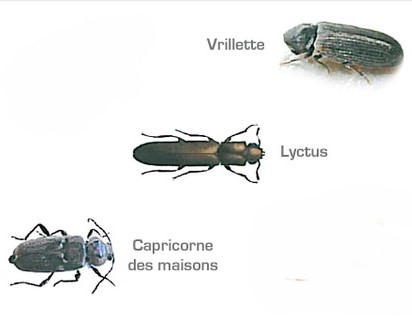 vrillette, lyctus, capricornes des maisons : 3 insectes xylophages différents
