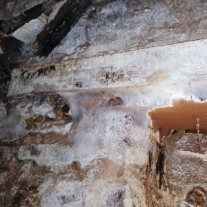 Développement de mérule en cave