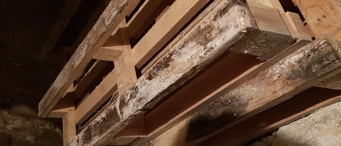 Developpement de mérule sur du bois entreposé dans une cave d'où une infestation de mérule pleureuse
